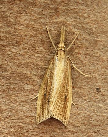 63.077 BF1290 Chilo phragmitella