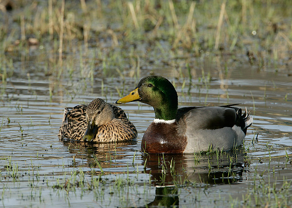 Mallard Anas platyrhynchos