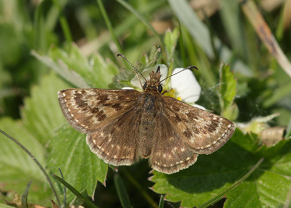 Dingy Skipper Erynnis tages