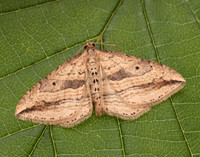 70.046 BF1719 Oblique Carpet Orthonama vittata