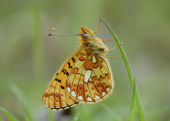 Pearl-Bordered Fritillary Boloria euphrosyne