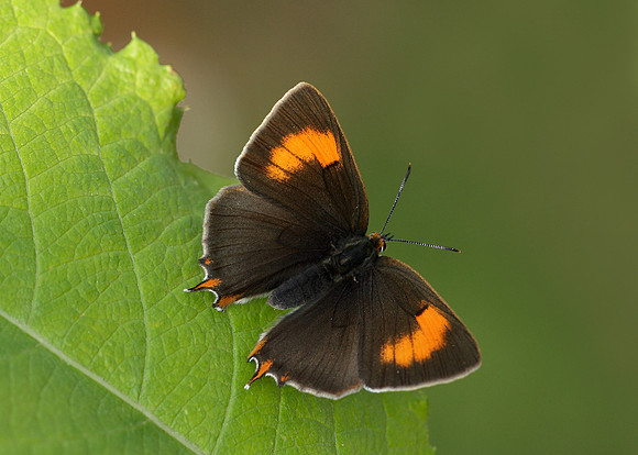Brown Hairstreak Thecla betulae