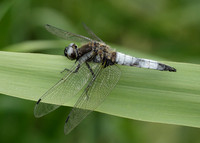 Scarce Chaser Libellula fulva