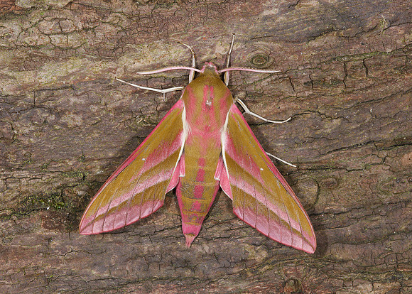 69.016 BF1991 Elephant Hawk-moth Deilephila elpenor