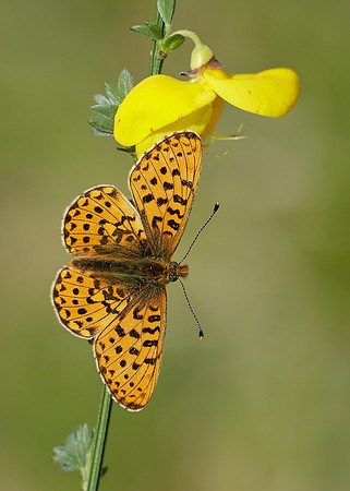 Pearl-Bordered Fritillary Boloria euphrosyne