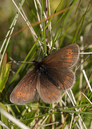 Mountain Ringlet Erebia epiphron