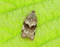 49.028 BF986 Syndemis musculana