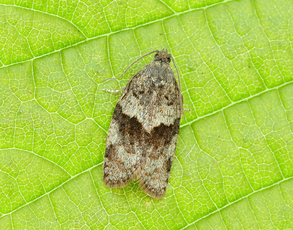49.028 BF986 Syndemis musculana