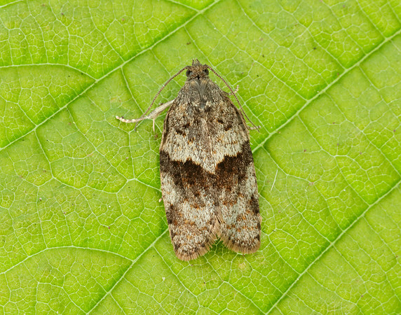 49.028 BF986 Syndemis musculana