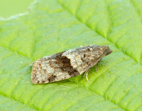 49.028 BF986 Syndemis musculana
