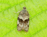 49.028 BF986 Syndemis musculana