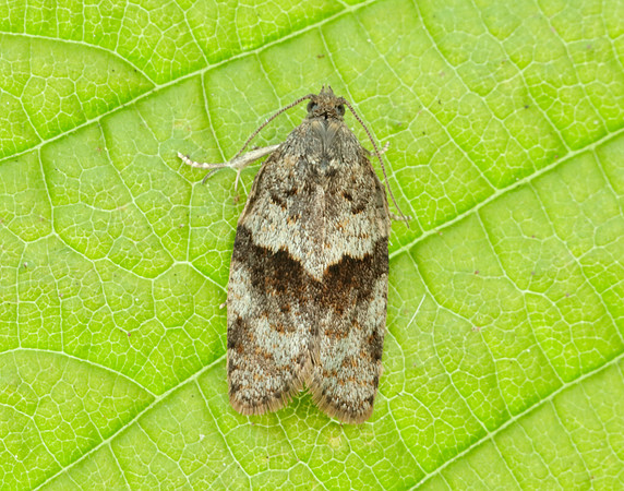 49.028 BF986 Syndemis musculana