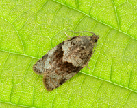 49.028 BF986 Syndemis musculana