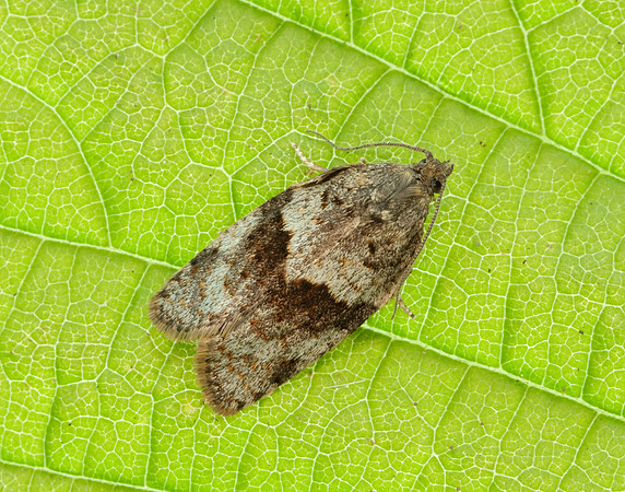 49.028 BF986 Syndemis musculana