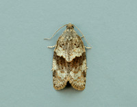 49.028 BF986 Syndemis musculana