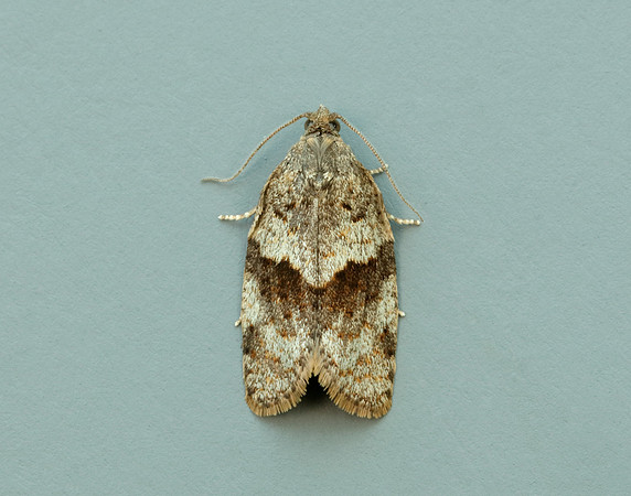 49.028 BF986 Syndemis musculana