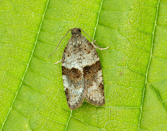 49.028 BF986 Syndemis musculana