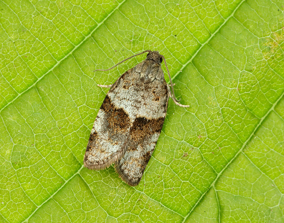 49.028 BF986 Syndemis musculana