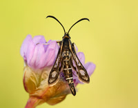 52.016 BF383 Thrift Clearwing Pryopteron muscaeformis