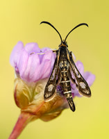 52.016 BF383 Thrift Clearwing Pryopteron muscaeformis