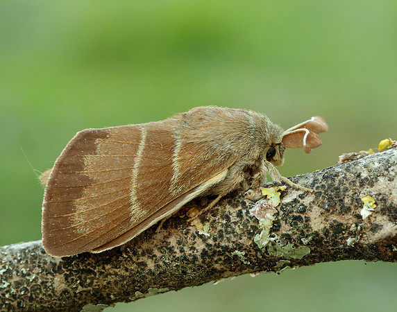 66.008 BF1638 Fox Moth Macrothylacia rubi