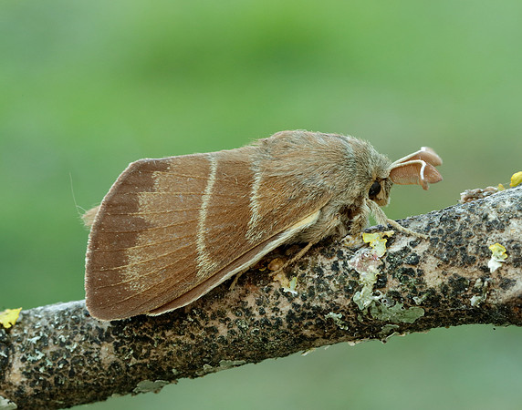 66.008 BF1638 Fox Moth Macrothylacia rubi