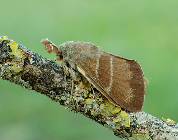 66.008 BF1638 Fox Moth Macrothylacia rubi