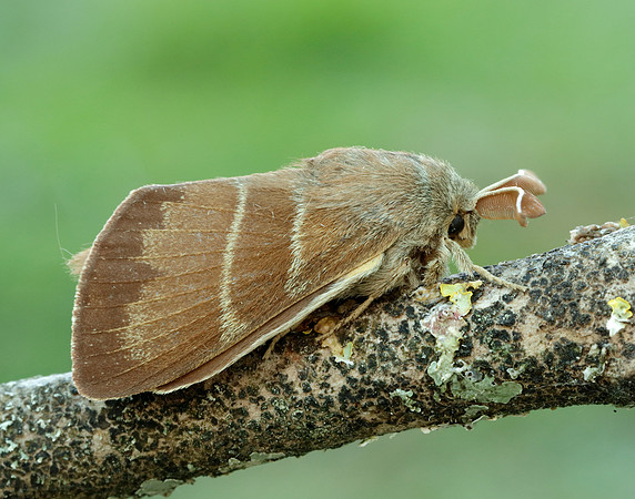 66.008 BF1638 Fox Moth Macrothylacia rubi