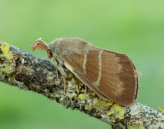 66.008 BF1638 Fox Moth Macrothylacia rubi
