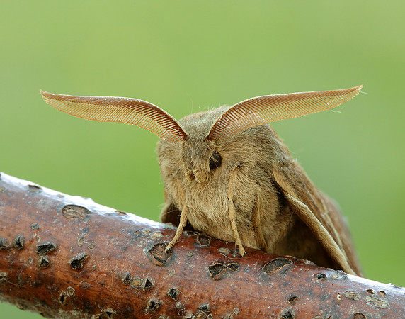 66.008 BF1638 Fox Moth Macrothylacia rubi