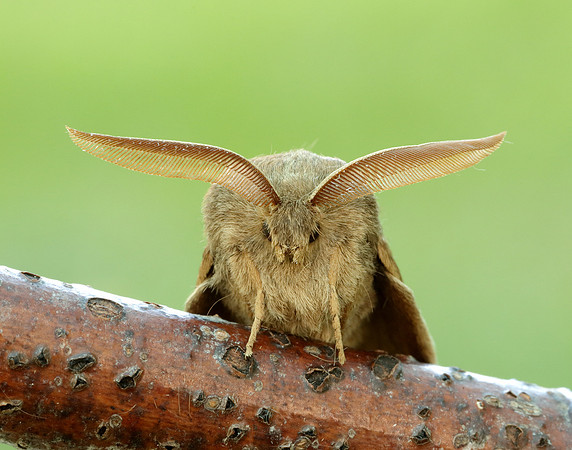 66.008 BF1638 Fox Moth Macrothylacia rubi