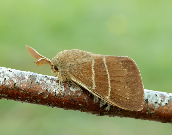 66.008 BF1638 Fox Moth Macrothylacia rubi
