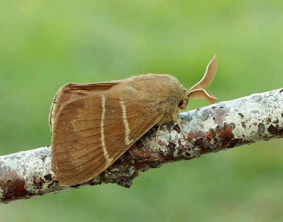 66.008 BF1638 Fox Moth Macrothylacia rubi