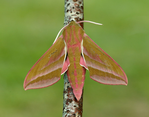 69.016 BF1991 Elephant Hawk-moth Deilephila elpenor
