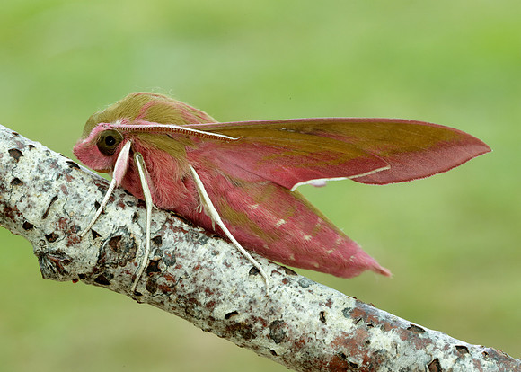 69.016 BF1991 Elephant Hawk-moth Deilephila elpenor