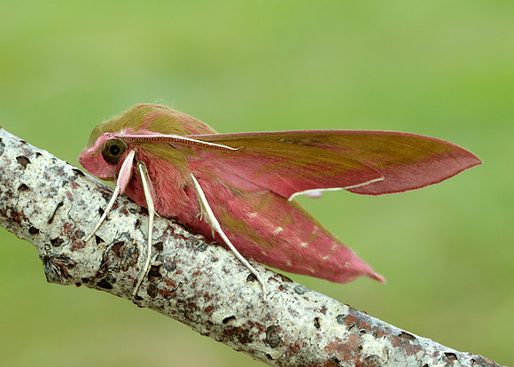 69.016 BF1991 Elephant Hawk-moth Deilephila elpenor