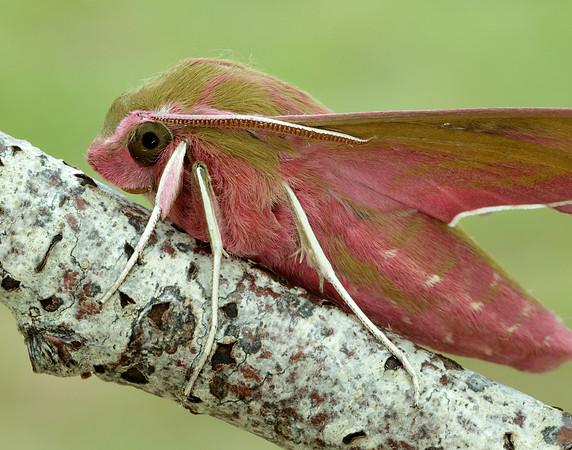 69.016 BF1991 Elephant Hawk-moth Deilephila elpenor
