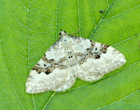 70.054 BF1727 Silver-ground Carpet Xanthorhoe montanata