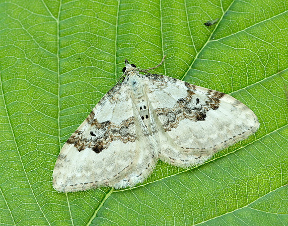 70.054 BF1727 Silver-ground Carpet Xanthorhoe montanata