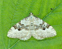 70.054 BF1727 Silver-ground Carpet Xanthorhoe montanata