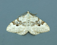 70.054 BF1727 Silver-ground Carpet Xanthorhoe montanata