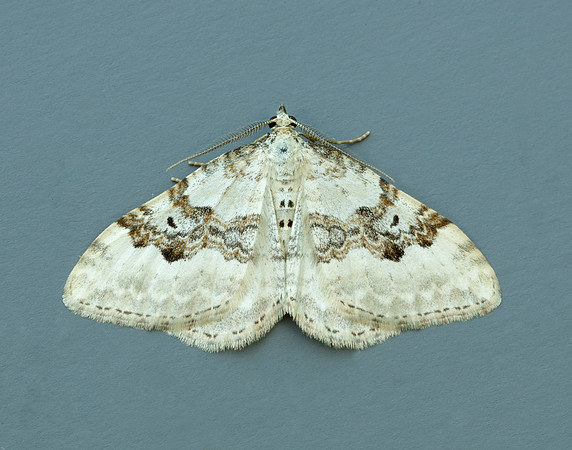 70.054 BF1727 Silver-ground Carpet Xanthorhoe montanata