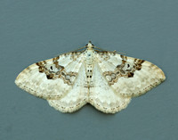 70.054 BF1727 Silver-ground Carpet Xanthorhoe montanata