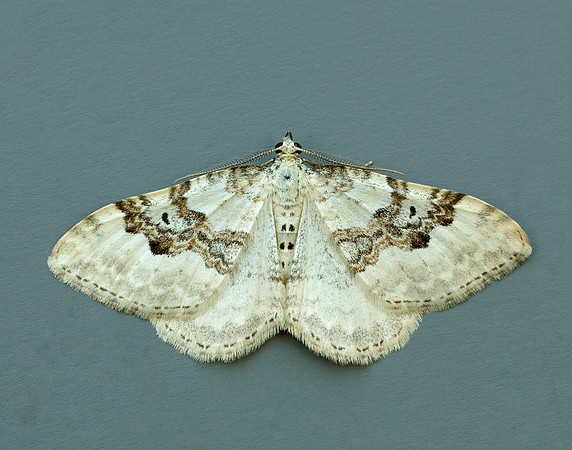 70.054 BF1727 Silver-ground Carpet Xanthorhoe montanata