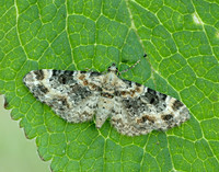 70.151 BF1817 Foxglove Pug Eupithecia pulchellata
