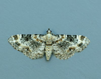 70.151 BF1817 Foxglove Pug Eupithecia pulchellata
