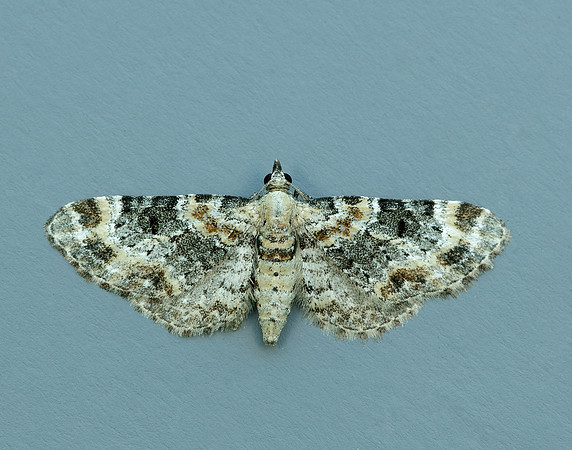 70.151 BF1817 Foxglove Pug Eupithecia pulchellata