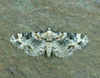 70.151 BF1817 Foxglove Pug Eupithecia pulchellata