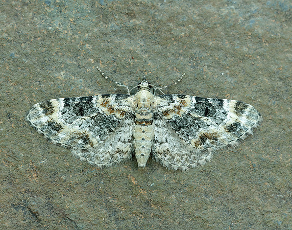 70.151 BF1817 Foxglove Pug Eupithecia pulchellata