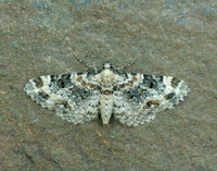 70.151 BF1817 Foxglove Pug Eupithecia pulchellata